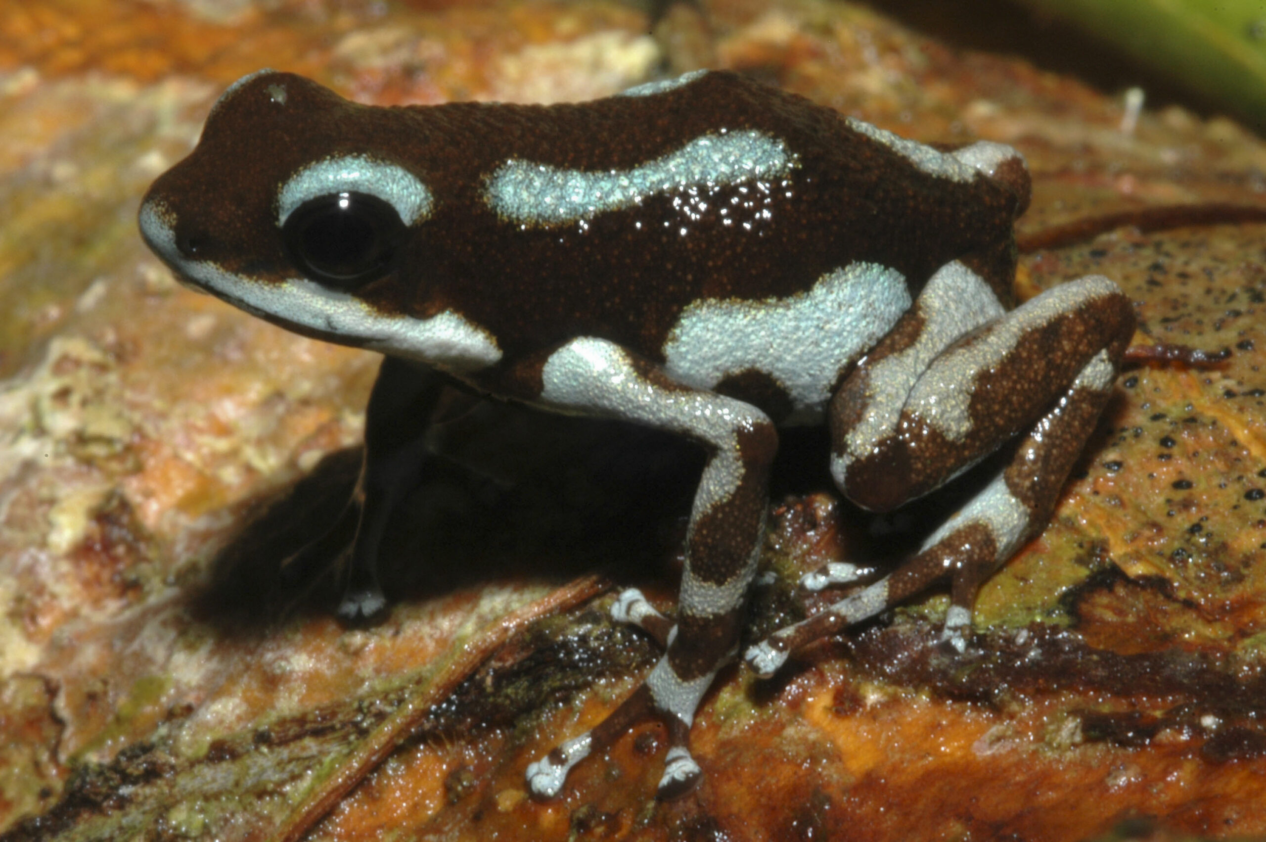 Oophaga pumilio from Loma Estrella, Bocas del Torro, Panama - by J. Van der Meulen.