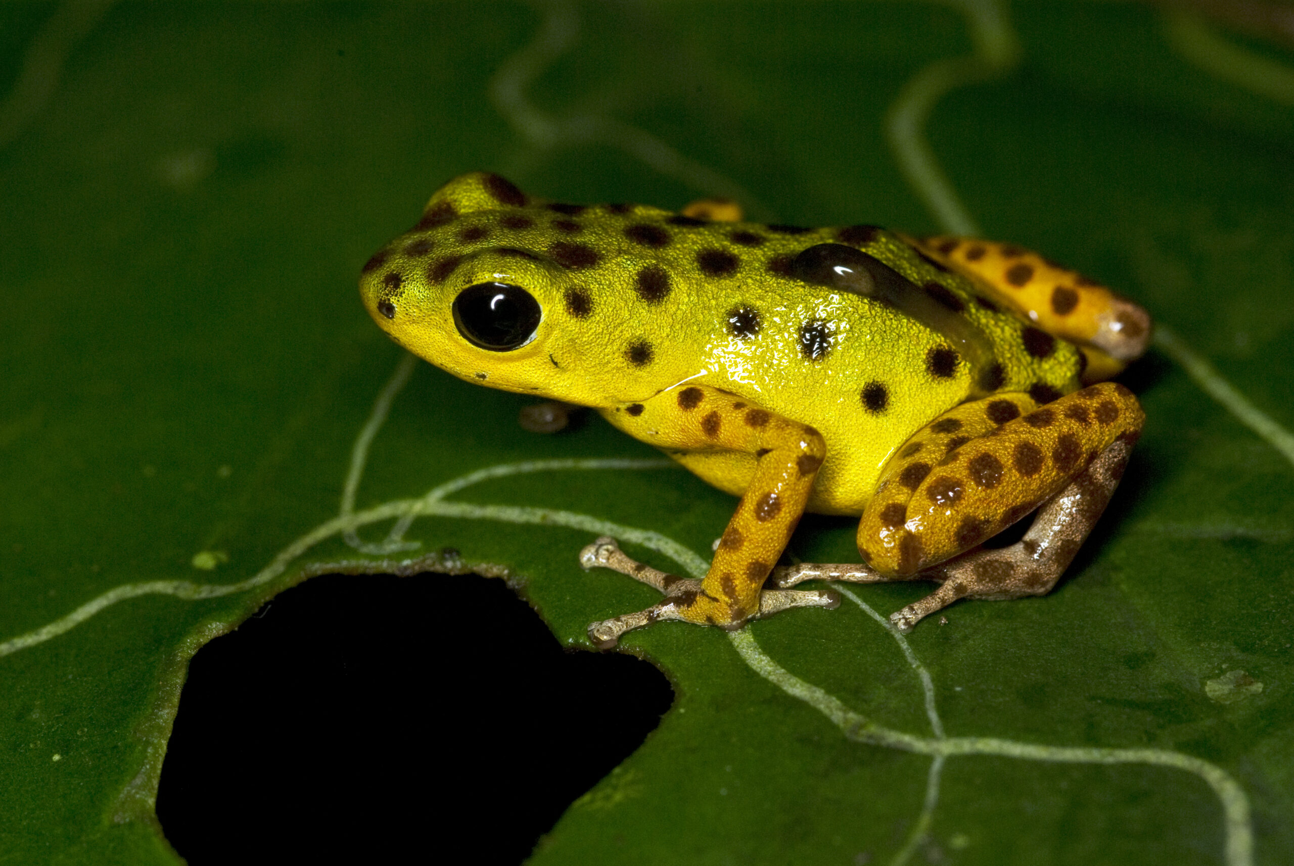 Oophaga pumilio with tadpole from Isla Colon, Bocas del Toro, Panama - by J. Lawrence.