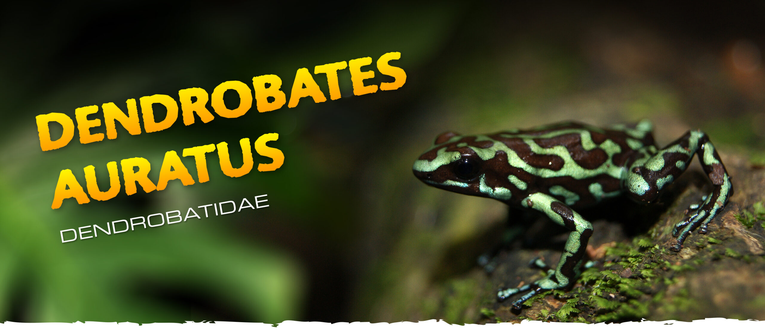 So That's Neat! Why poison dart frogs are poisonous