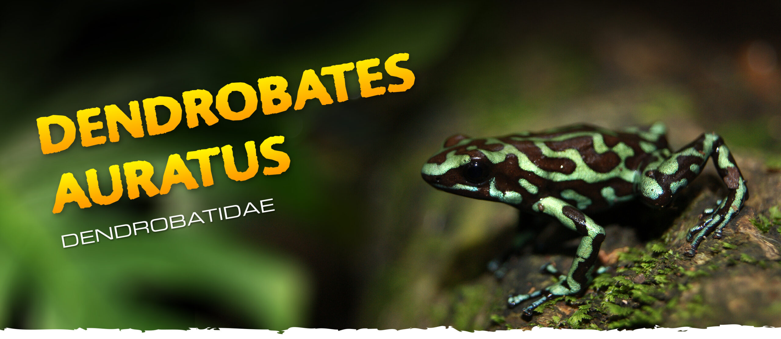 Dendrobates auratus - Frogs & Co