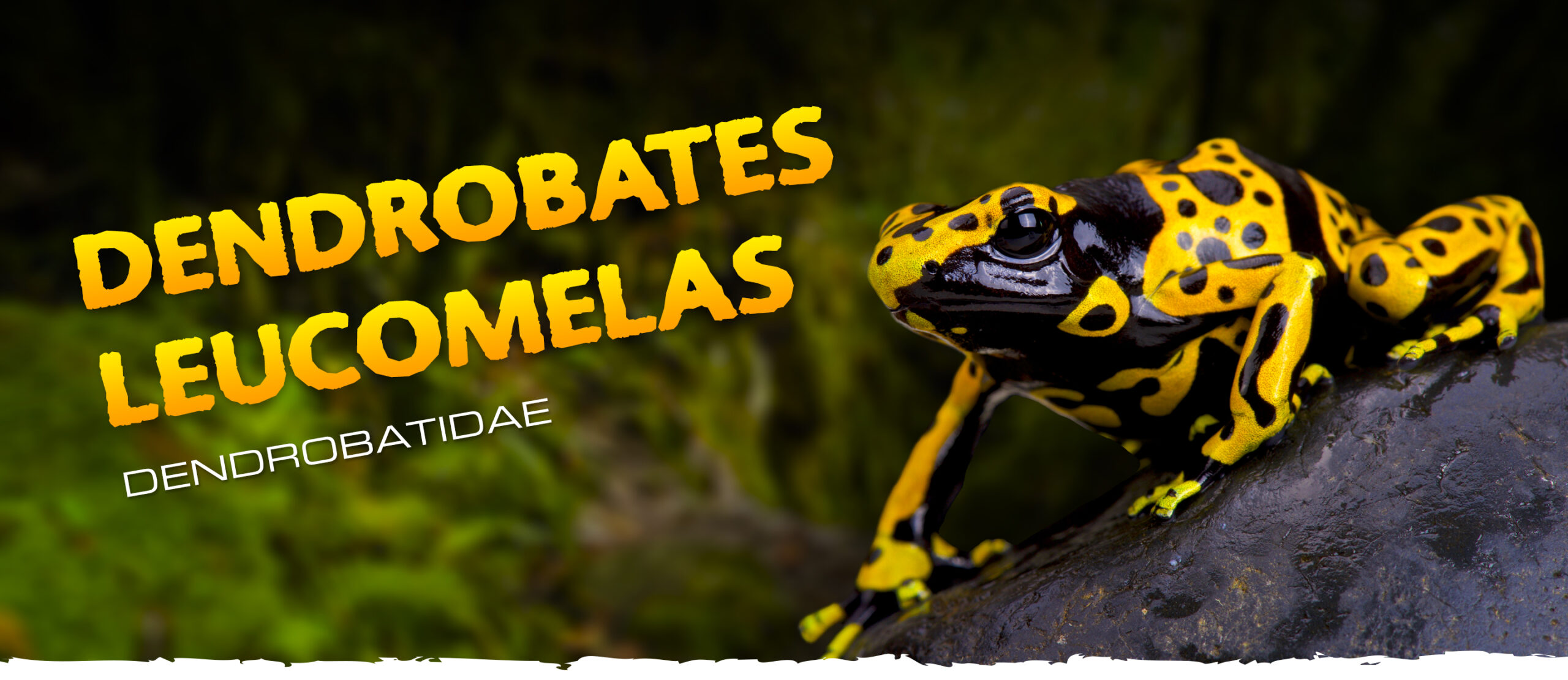 poison dart frogs for beetles