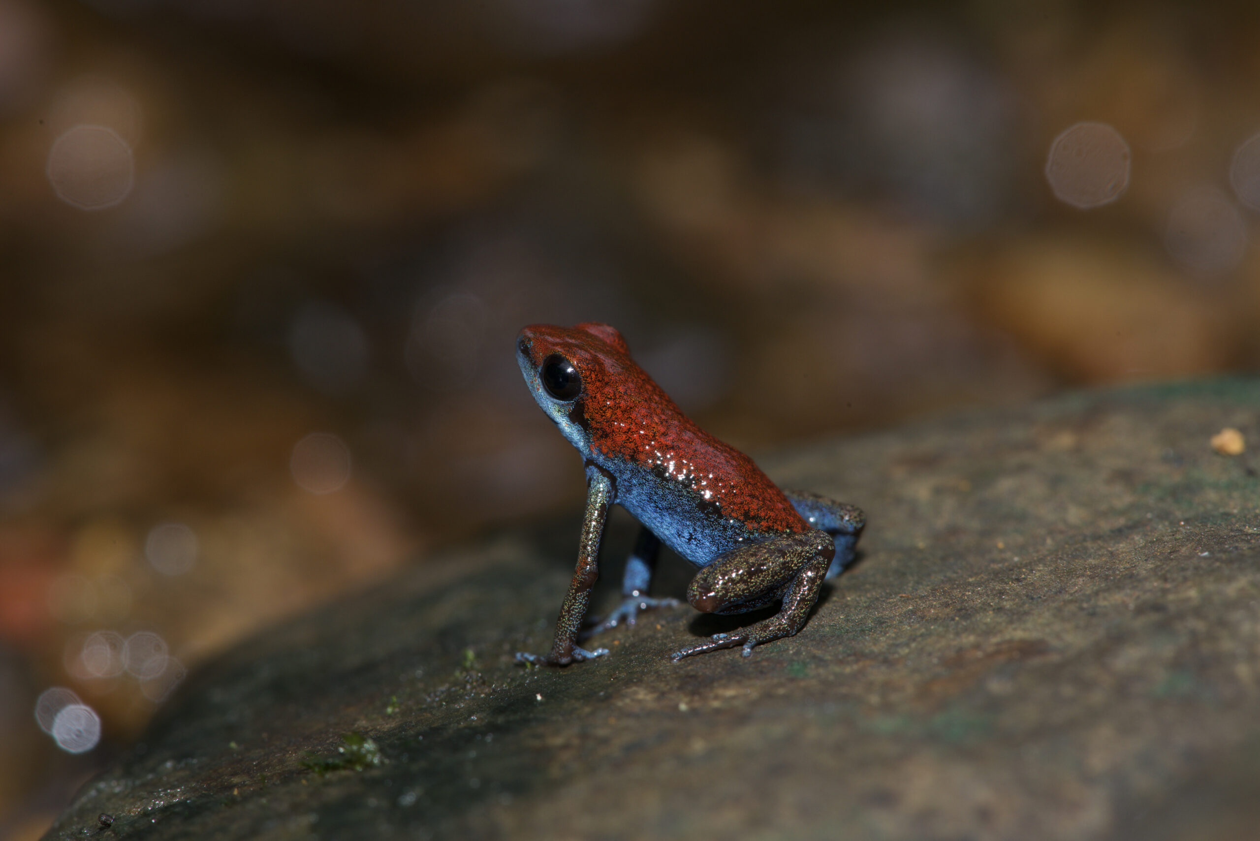Oophaga pumilio from Kusapin Peninsula, Bocas del Toro, Panama - by E. Van Heygen.