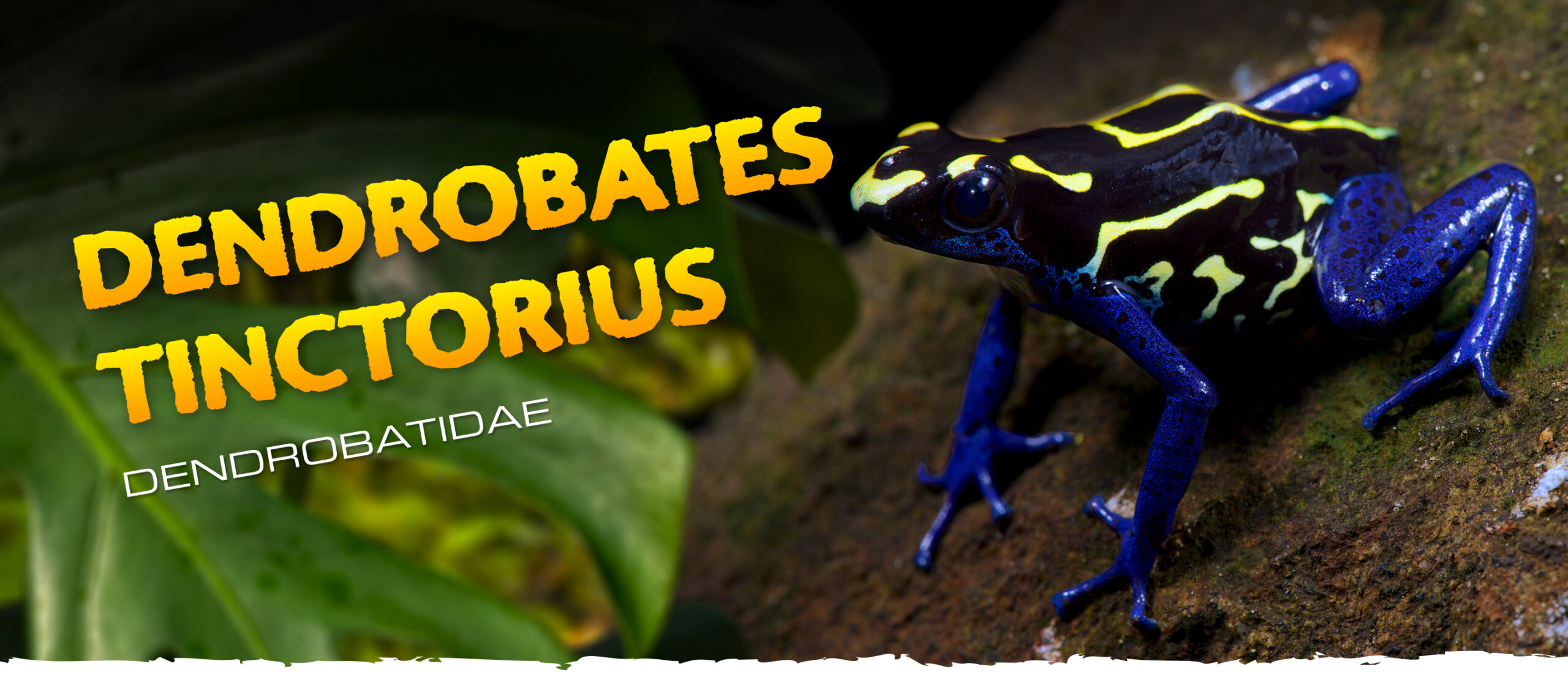 Dendrobates tinctorius Frogs & Co