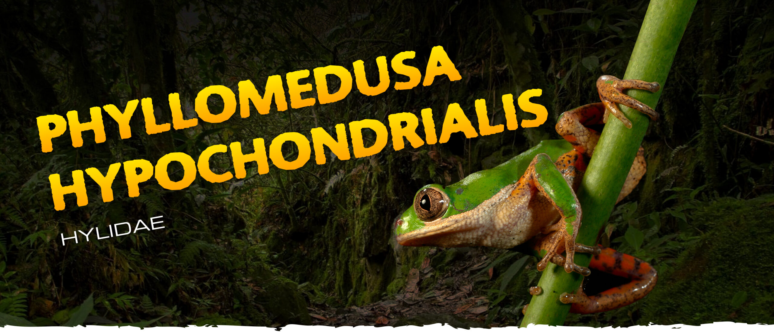 Phyllomedusa hypochondrialis - Frogs & Co