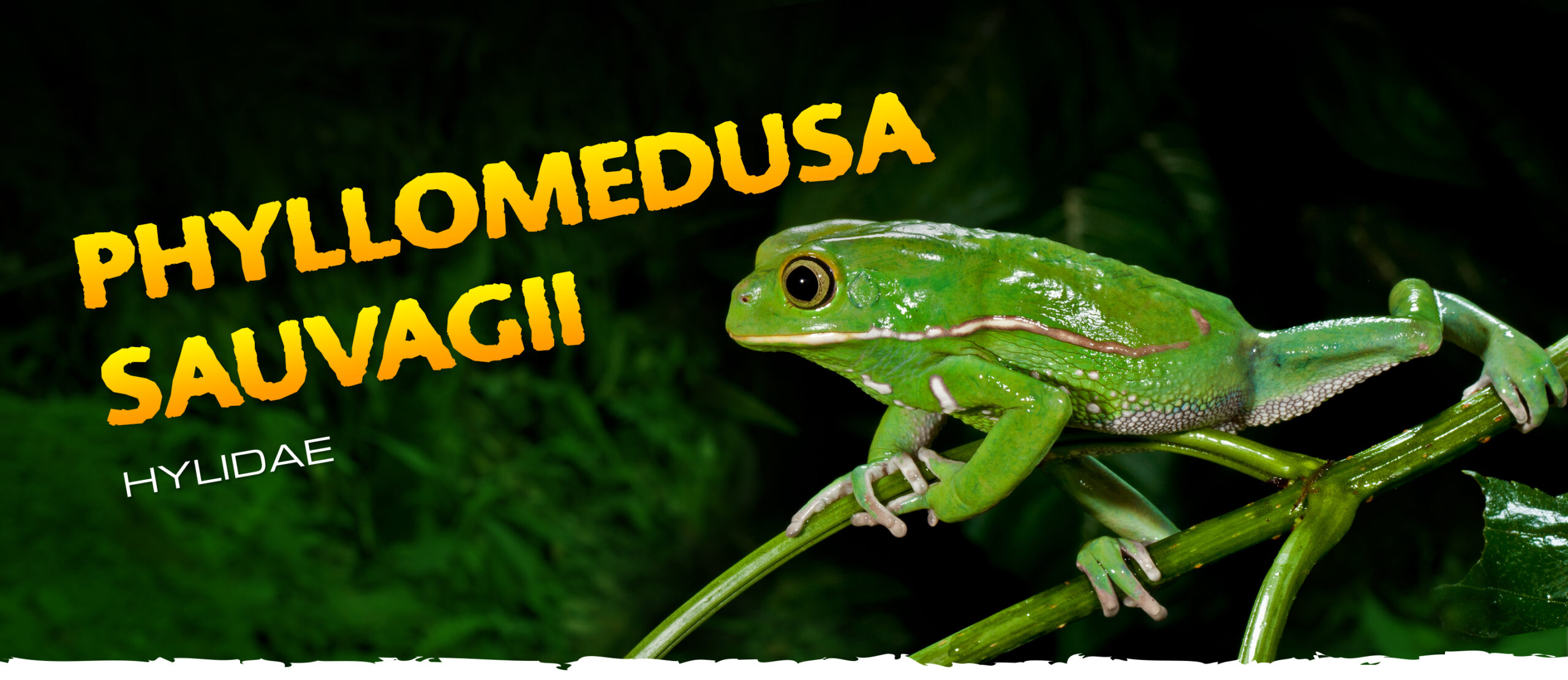 Small tree frog on moss covered stone