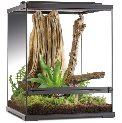 Tree Frog Terrarium - Frogs & Co