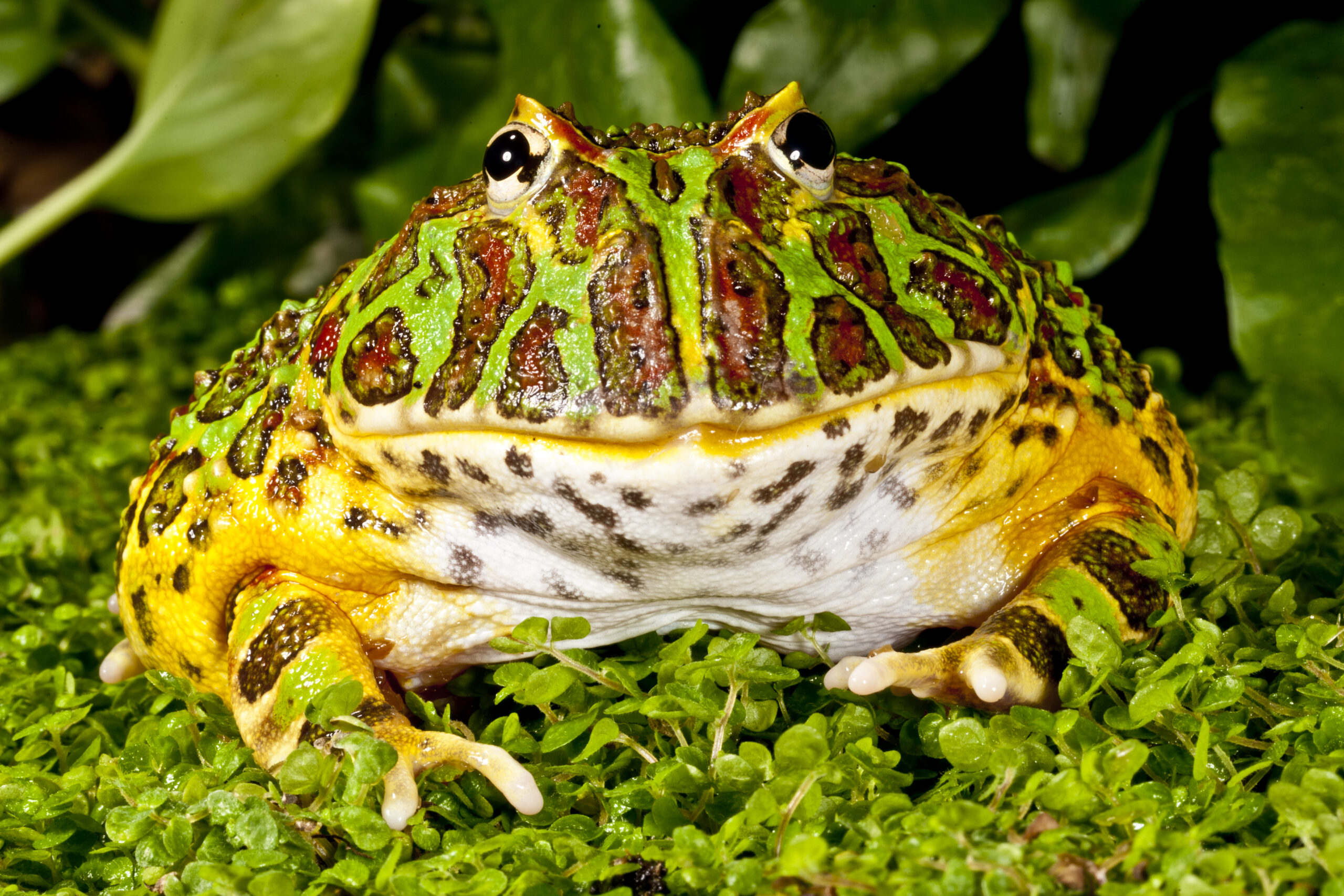 different types of pacman frogs