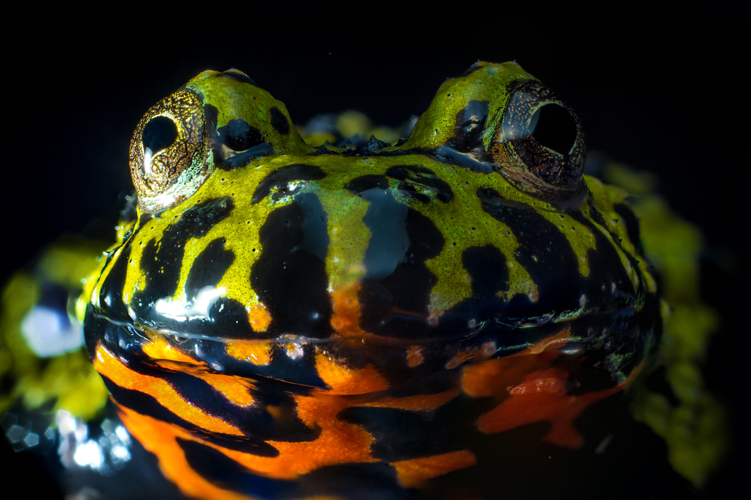 Oriental fire best sale bellied toad care