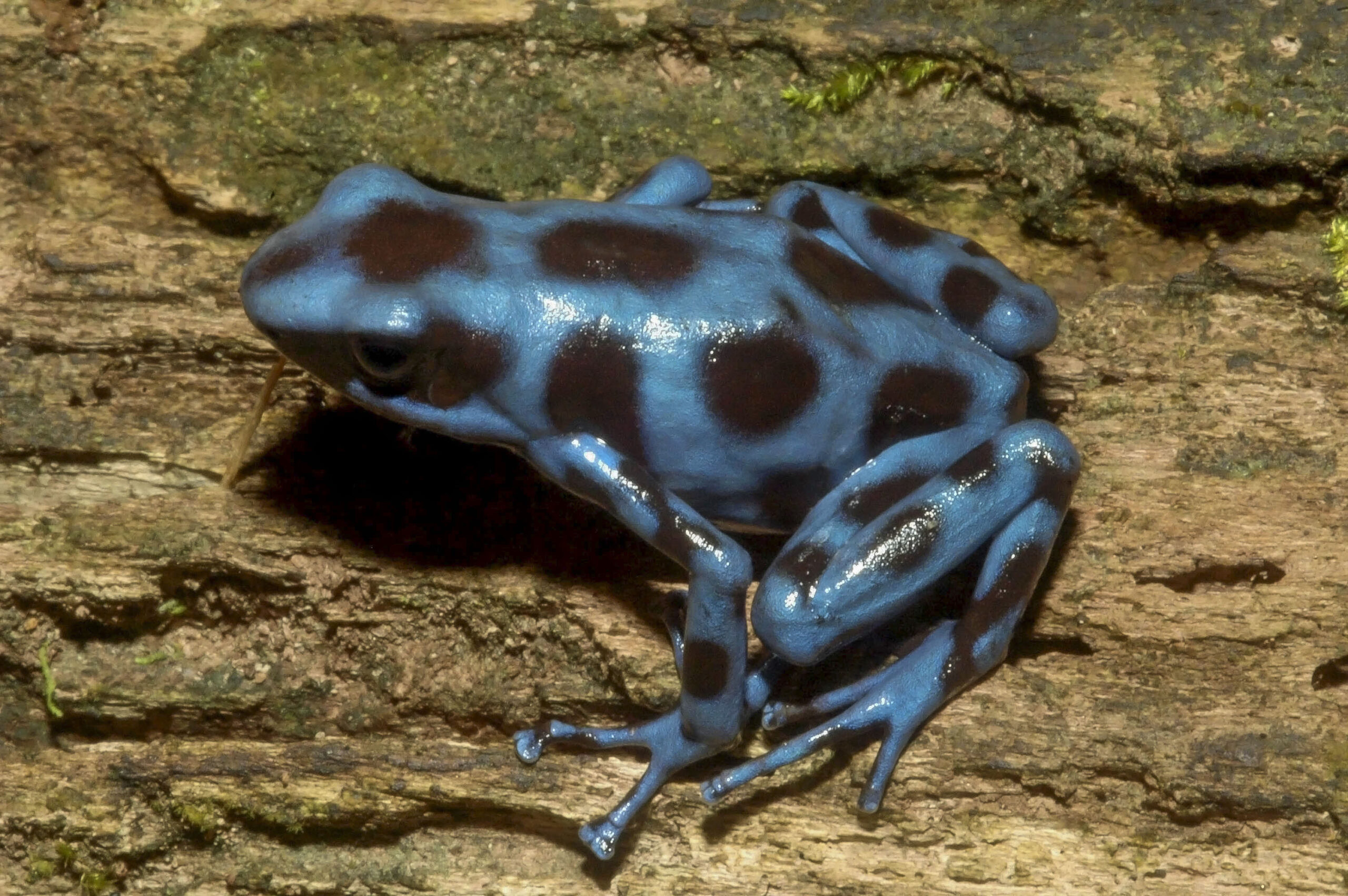 Dendrobates auratus - Frogs & Co