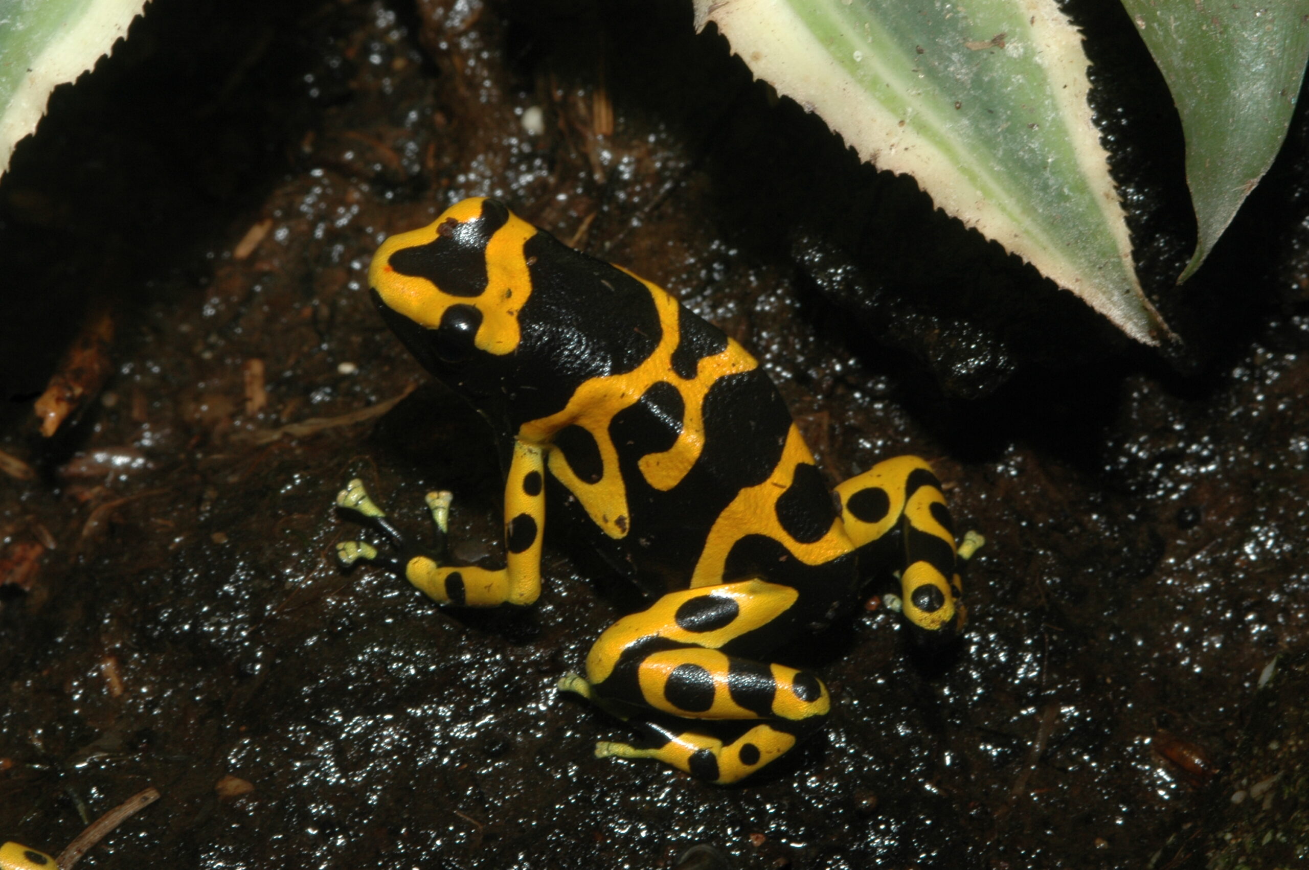 Yellow-banded poison dart frog, Bumblebee poison dart frog