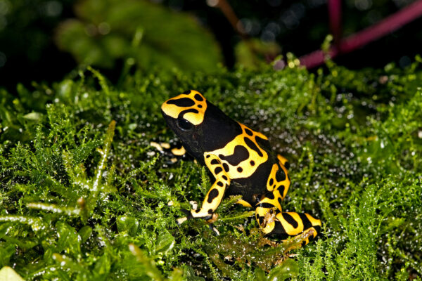 Dendrobates leucomelas - Frogs & Co