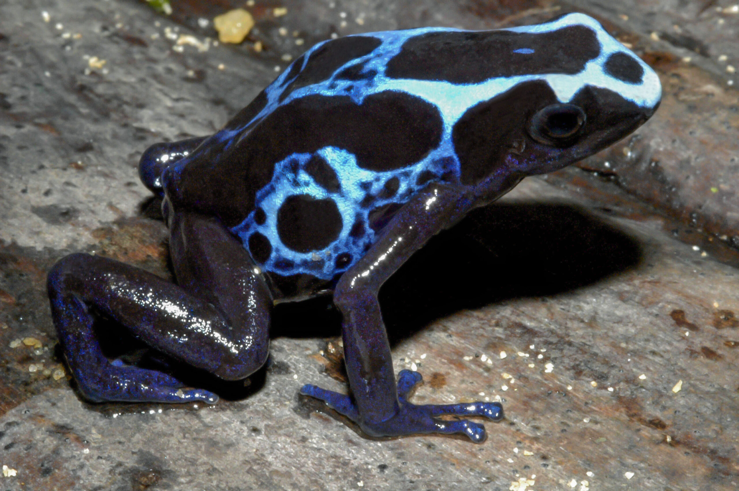 Poison Dart Frog Amphibian Stainless Steel Glitter Ombre 