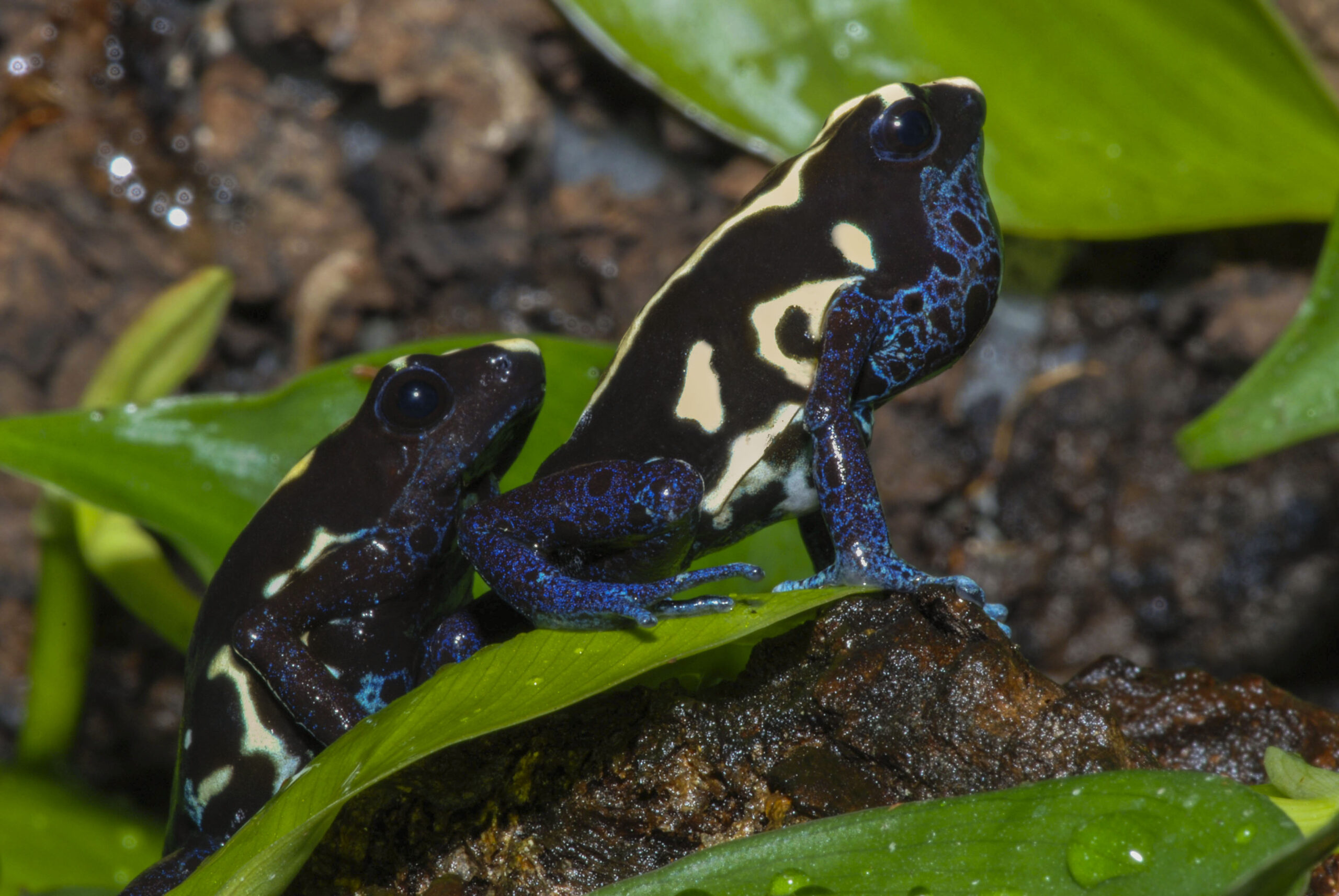 Dendrobates tinctorius - Frogs & Co