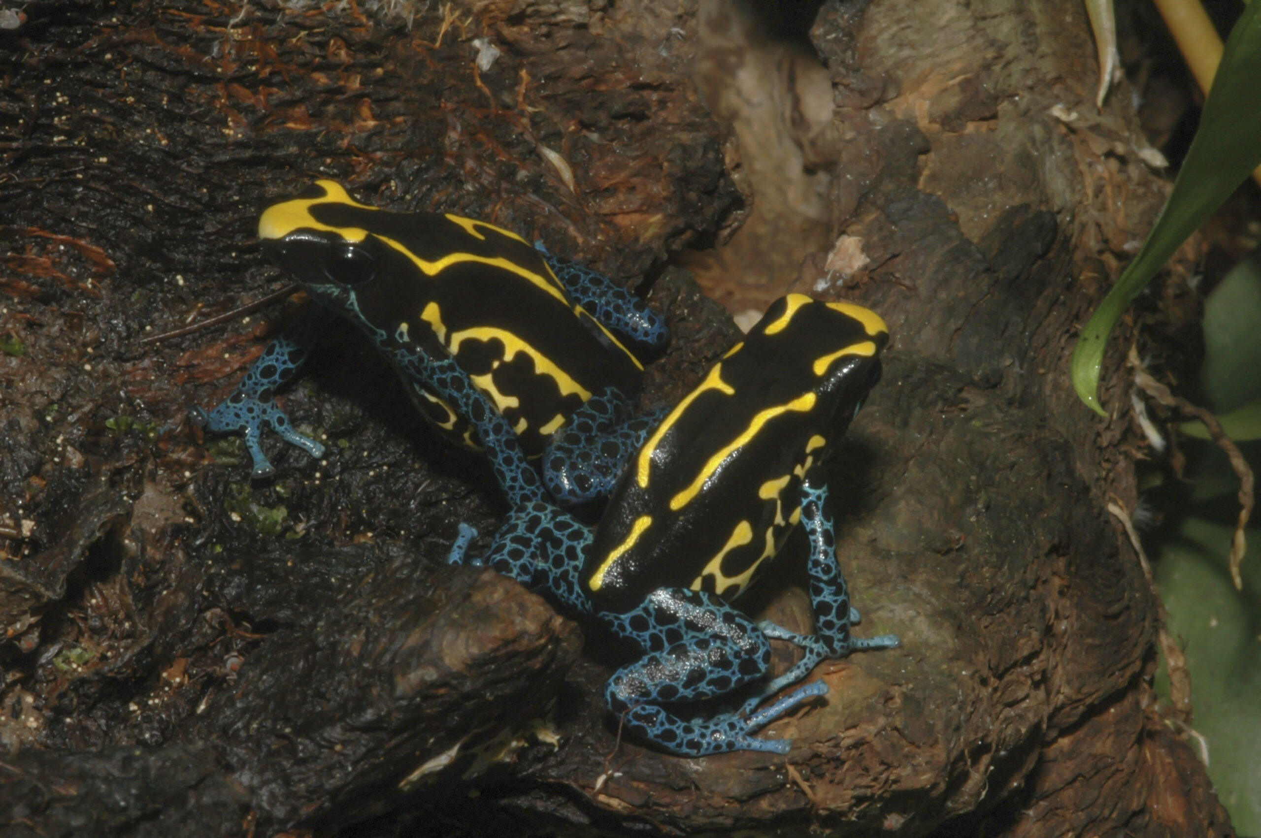 Creature Feature: Dyeing Poison Dart Frog