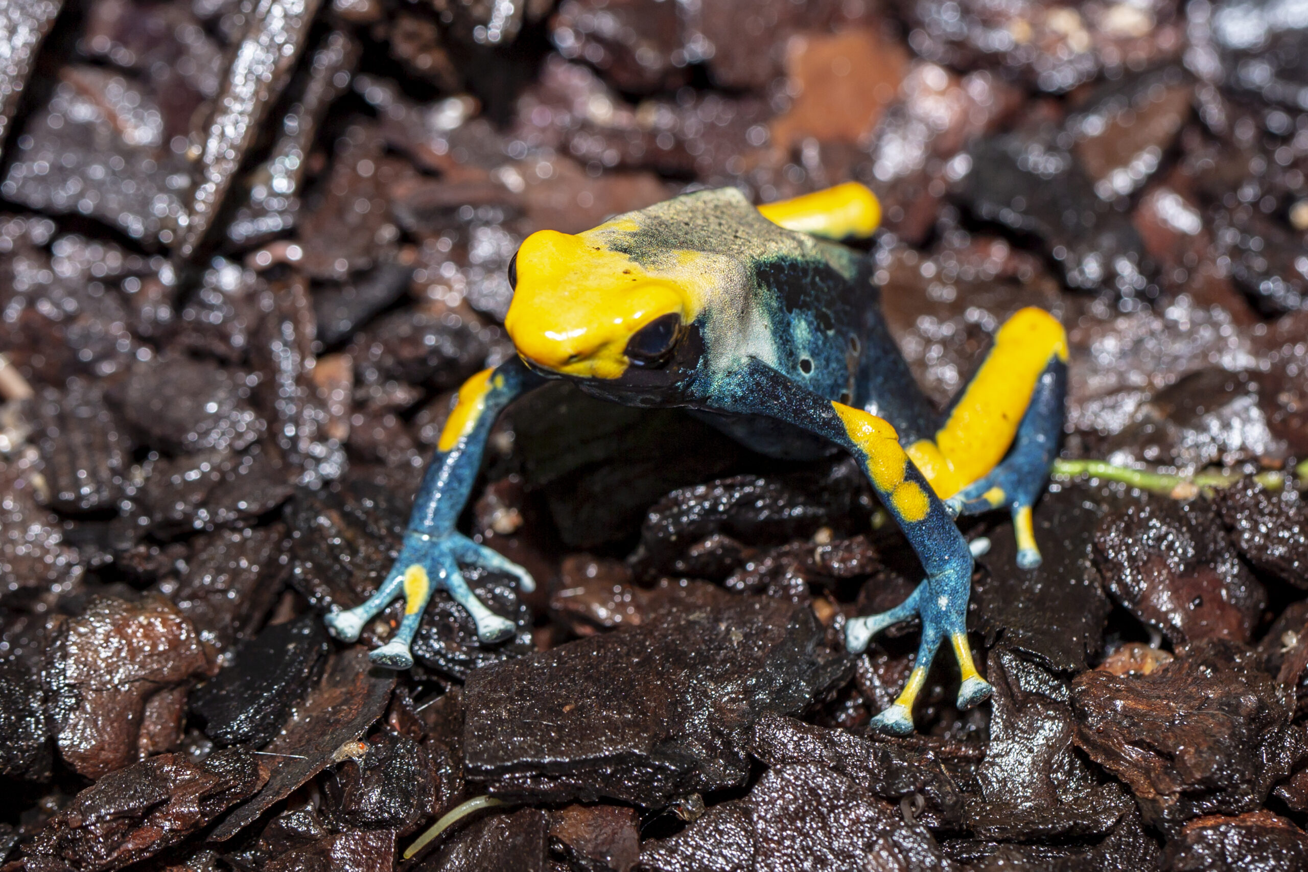 Dendrobates tinctorius - Frogs & Co