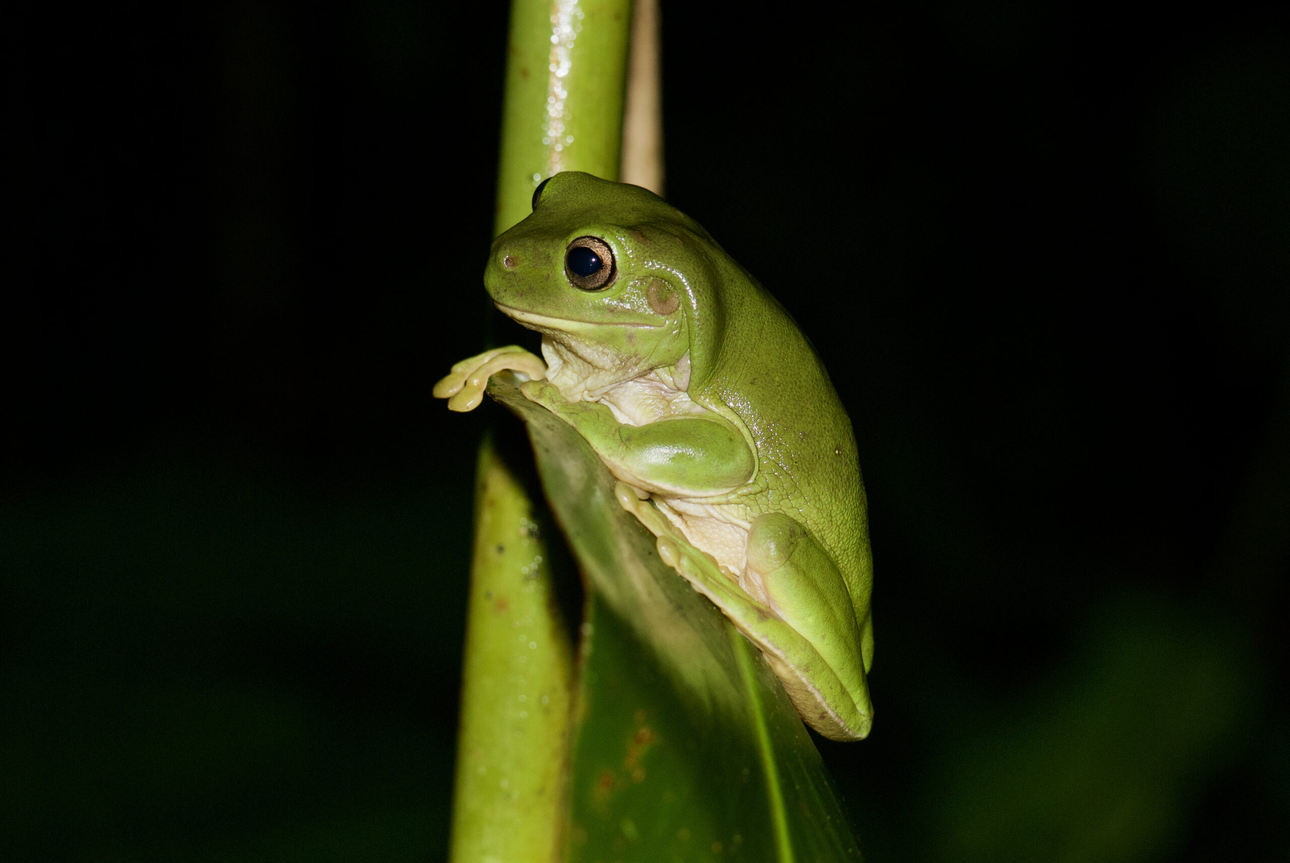 Litoria caerulea - Frogs & Co