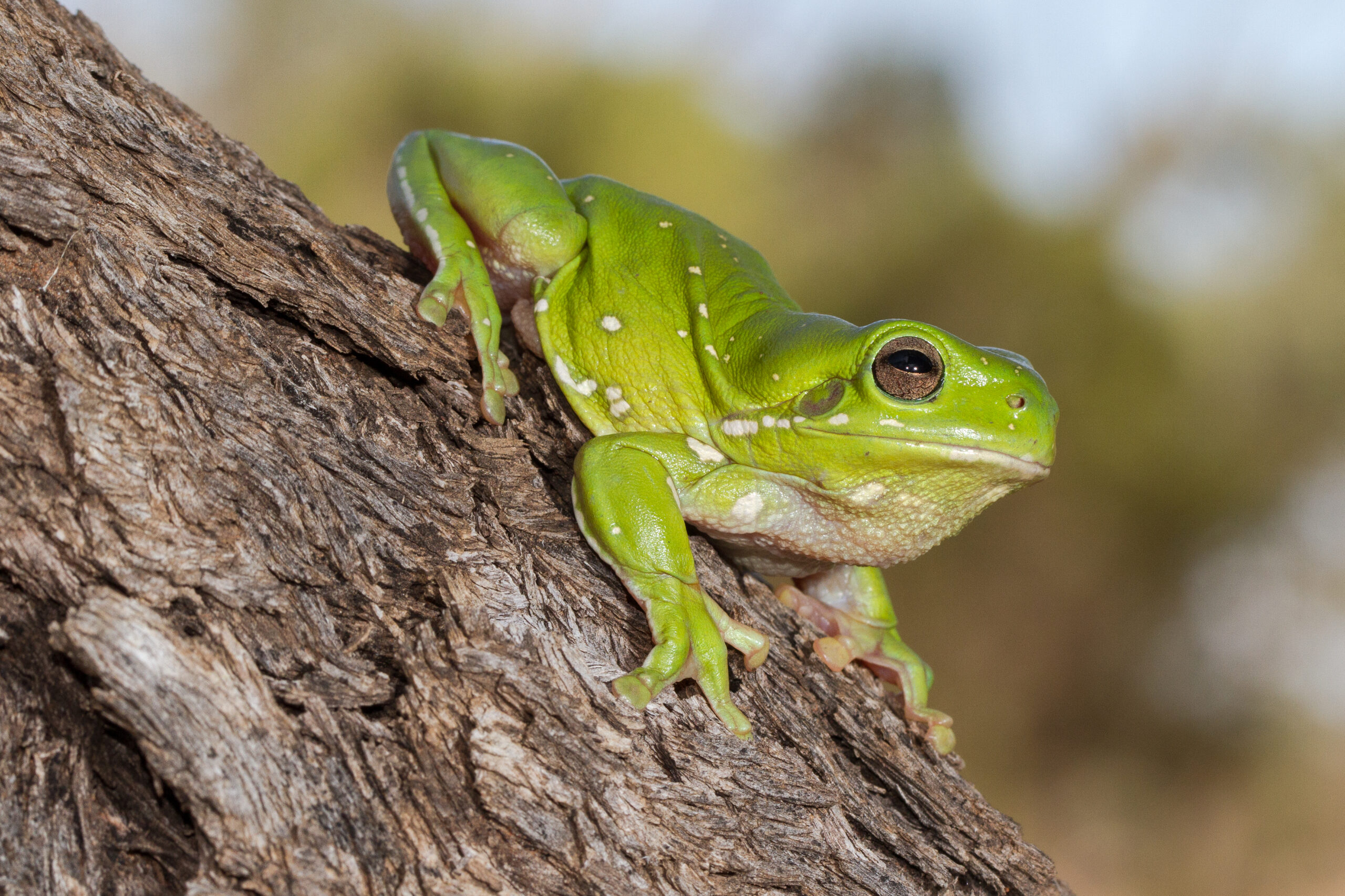 Ranoidea caerulea (Litoria caerulea)