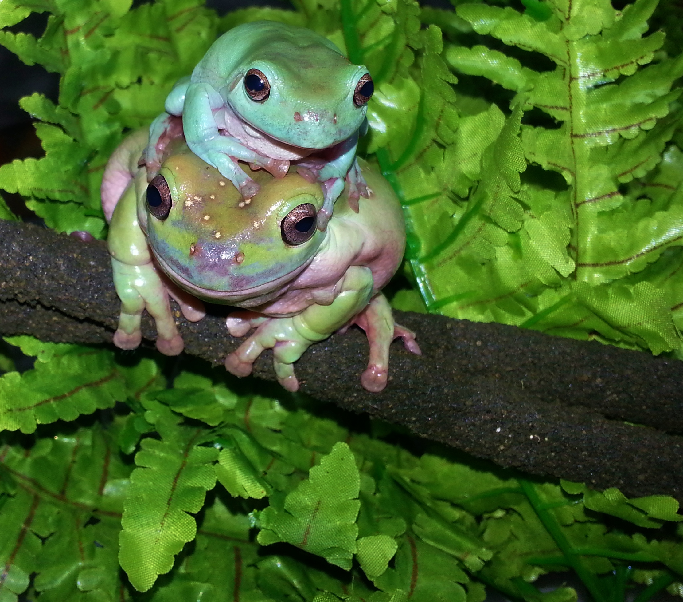 whites tree frog