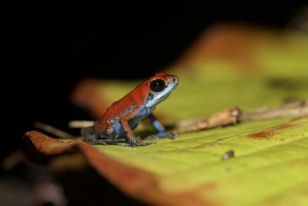 Oophaga Pumilio - Frogs & Co