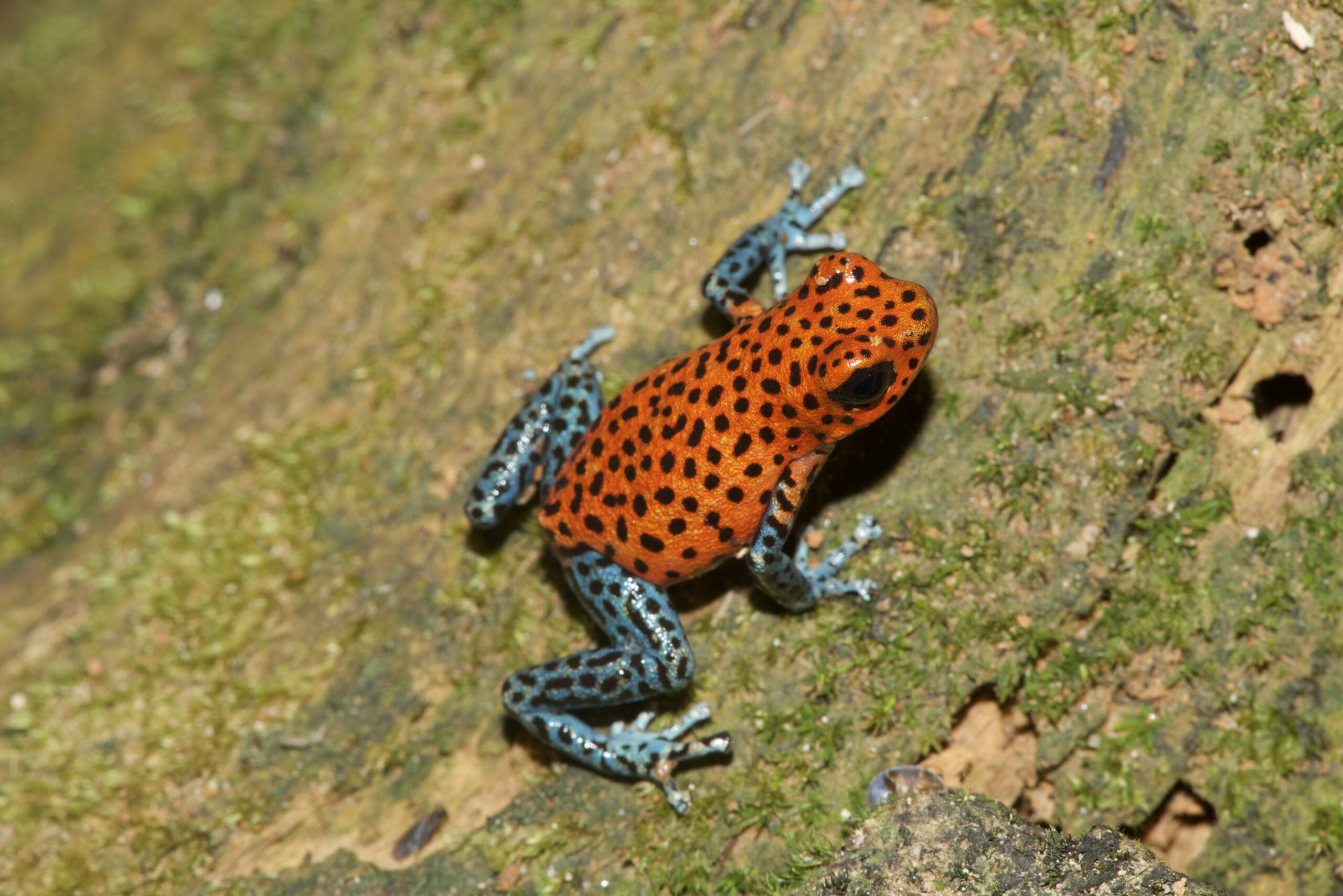 Oophaga pumilio from Isla Cristobal, Bocas del Toro, Panama - by E. Van Heygen.