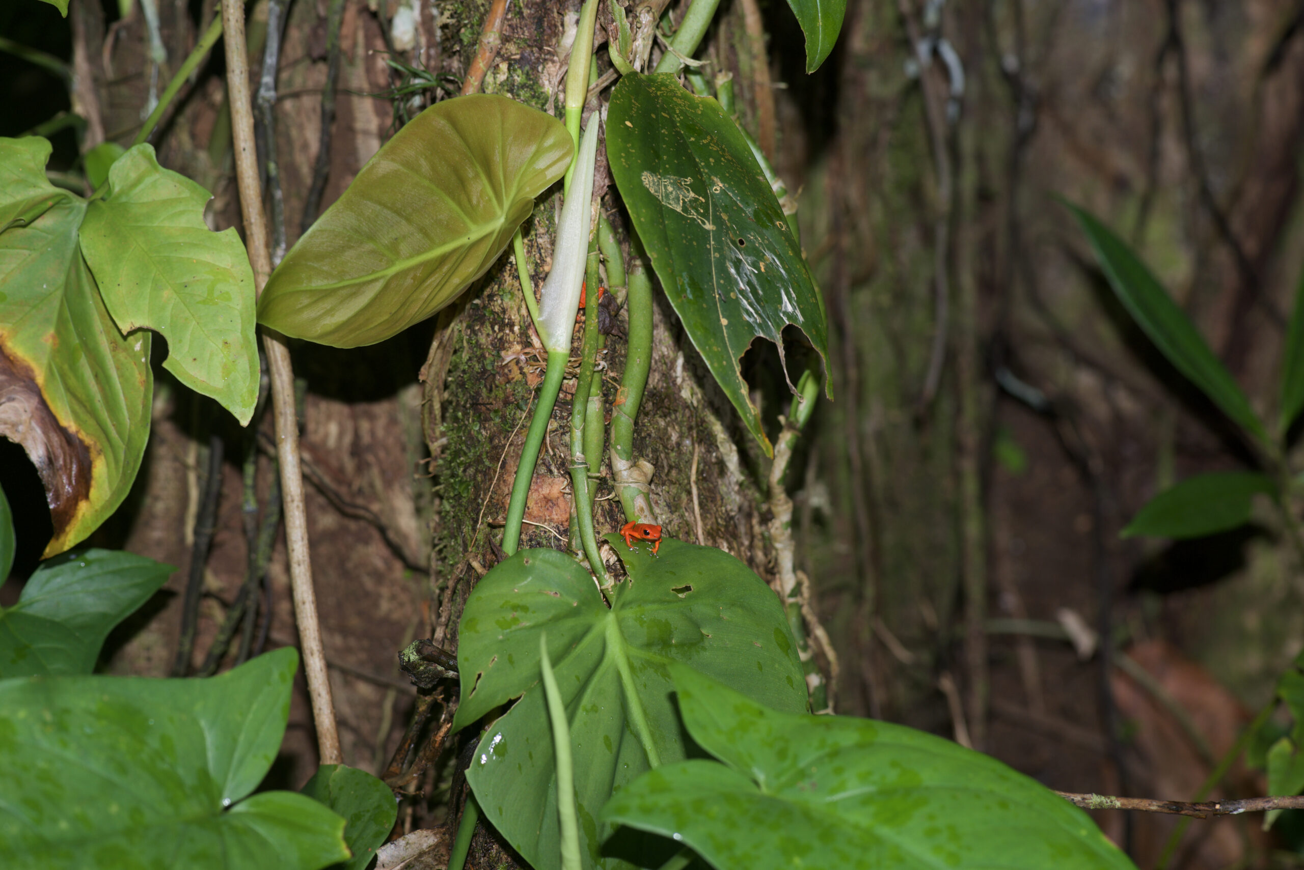 Oophaga pumilio from Isla Solarte, Bocas del Toro, Panama - by E. Van Heygen.