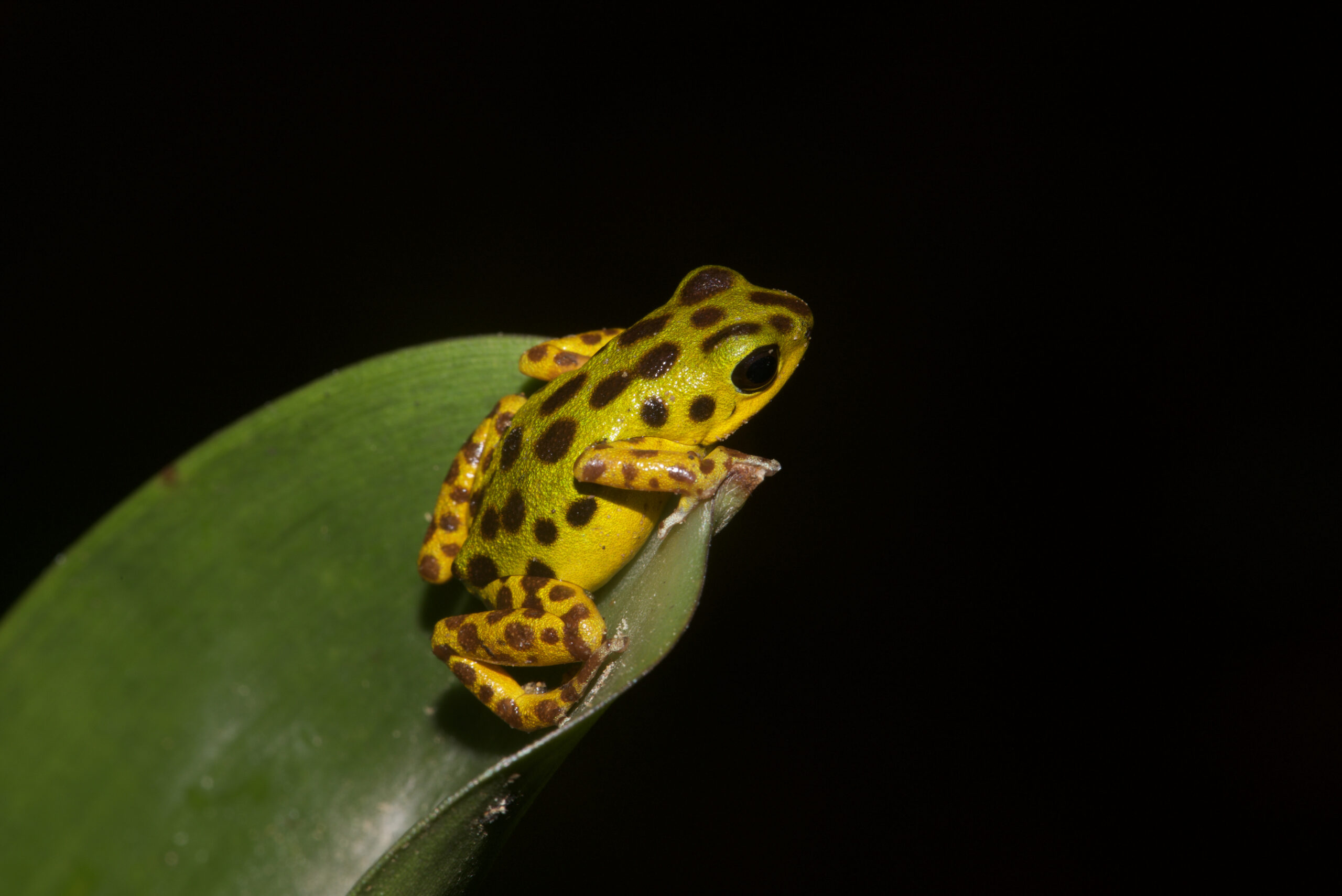 Oophaga pumilio from Isla Colon, Bocas del Toro, Panama - by E. Van Heygen.