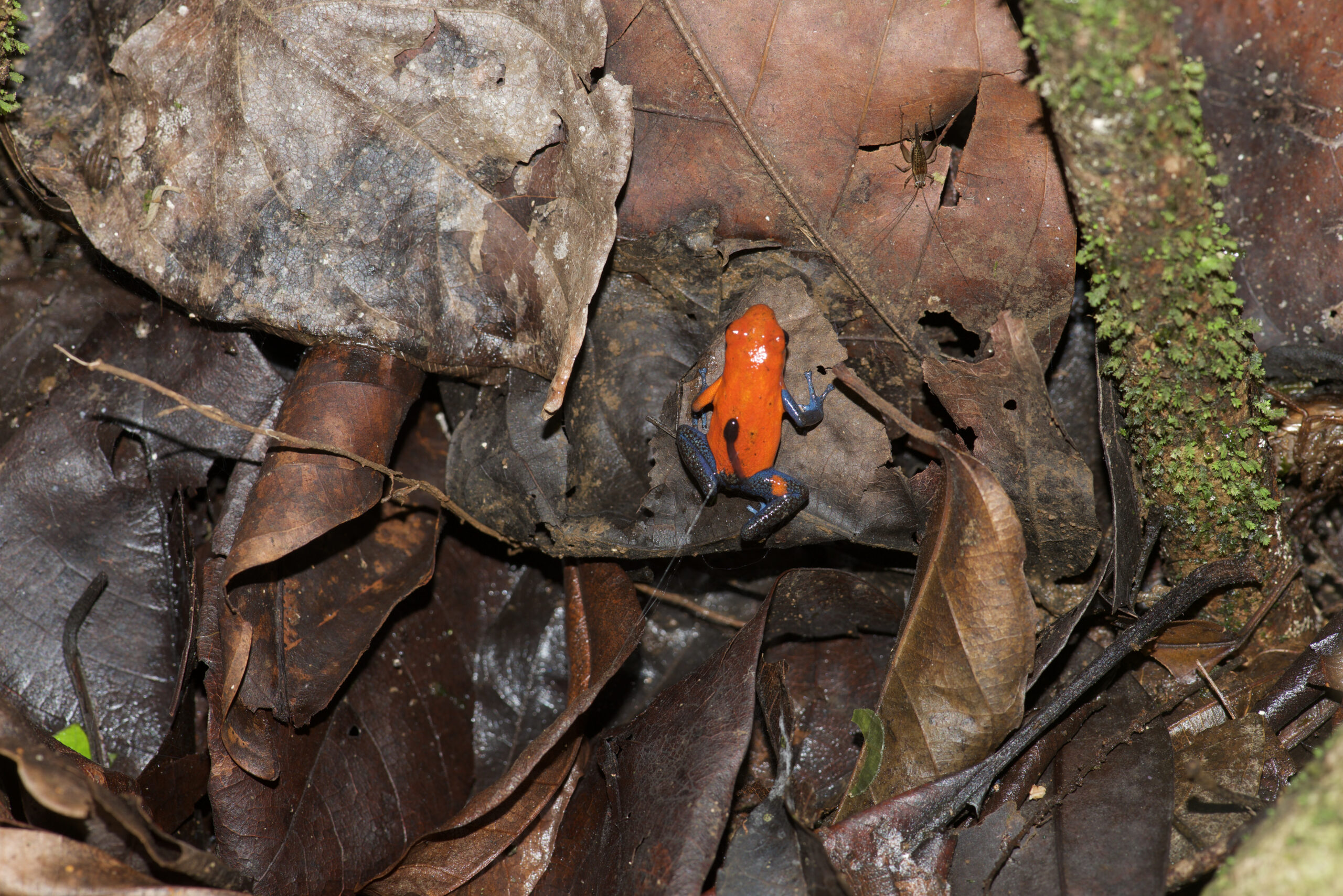 Oophaga pumilio with tadpole from Fortuna, Costa Rica - by E. Van Heygen.