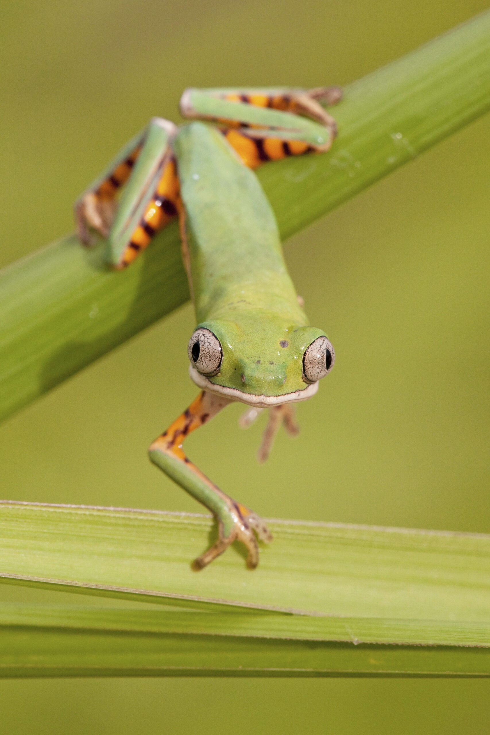 tiger striped tree frog