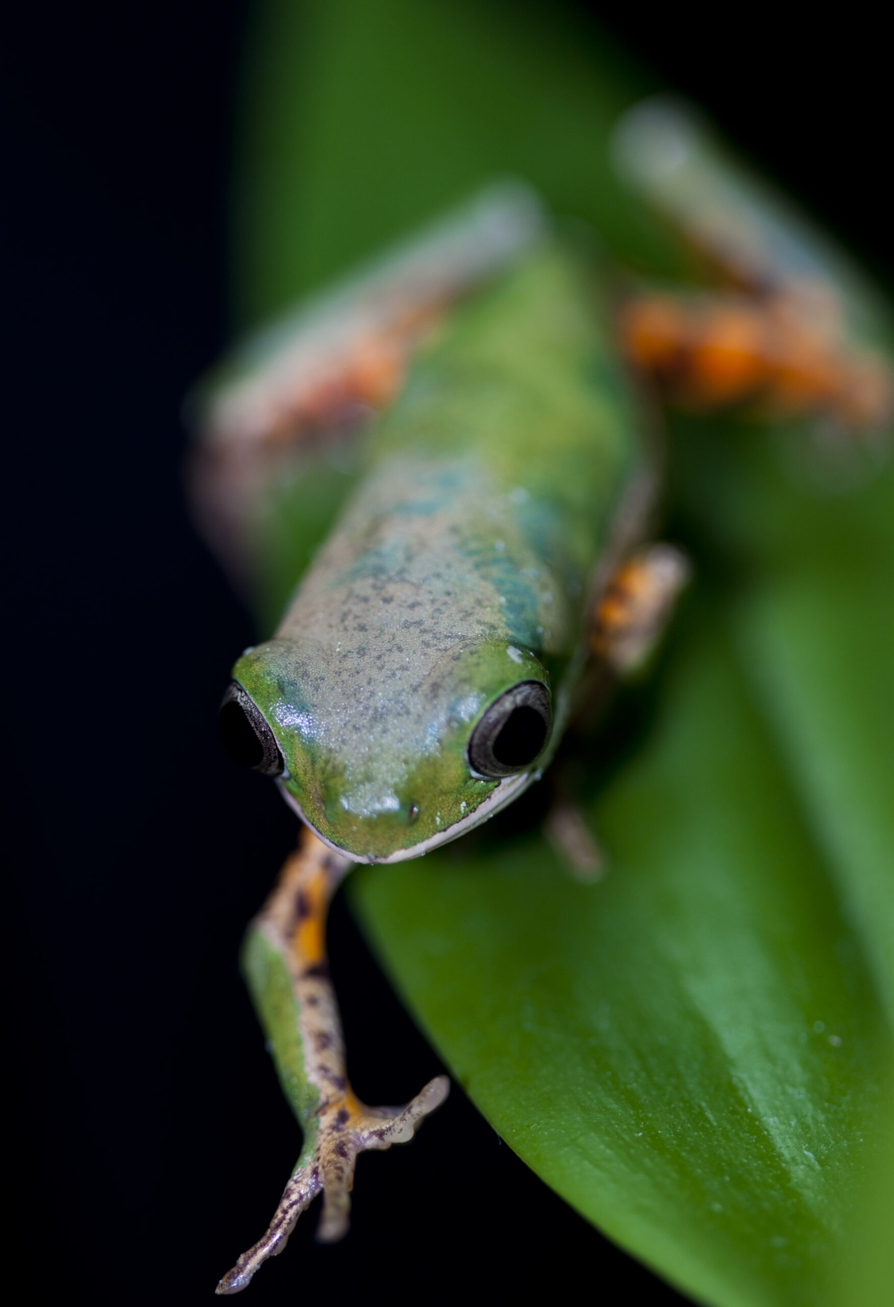 tiger striped tree frog